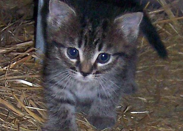 Kitten on a Mission: Submitted by Kelly S. "This little ... Kitten on a Mission: Submitted by Kelly S. "This little ...